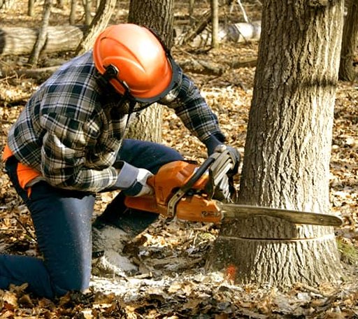 Tree Removal in Little River, KS